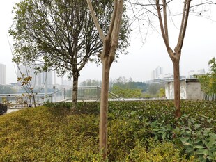 城市中的树木与绿植景观