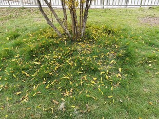 树下落叶铺就秋日景致