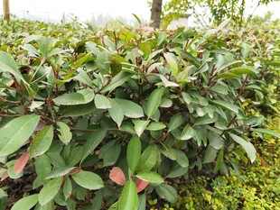 绿叶繁茂的植物景观