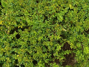 翠绿繁茂的藤蔓植物