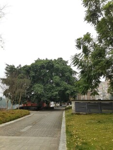 宁静校园道路与葱郁树木