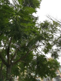 绿叶繁茂的树木景观