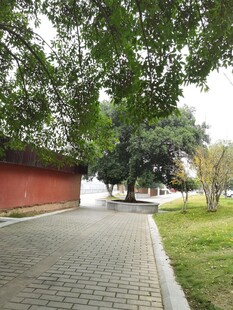 林荫铺砖小道静谧景致