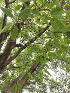 繁茂枝叶下的绿意景象