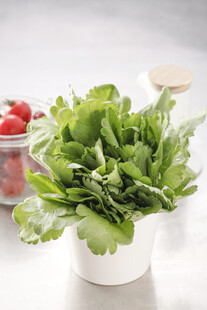 新鲜生菜健康蔬菜之选