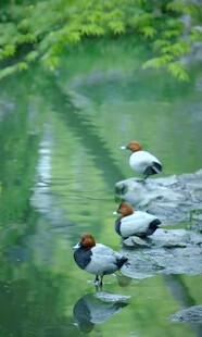 溪边栖息的多彩鸟儿