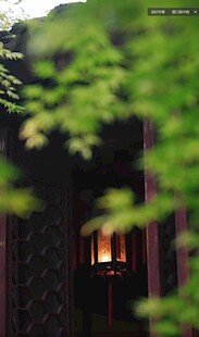 幽林深处的微光