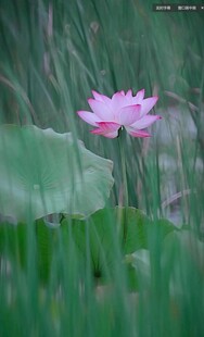 粉色荷花绽放于绿叶间