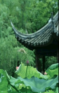 荷塘中的中式亭阁