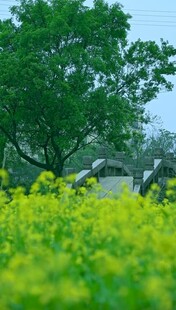 春日油菜花田与绿树