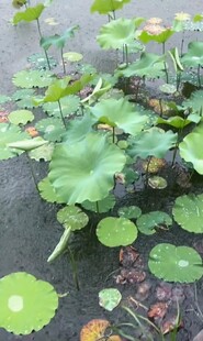 池塘中的荷叶与浮萍