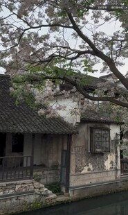 江南水乡古宅旁的繁茂大树