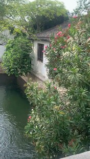 江南水乡绿意盎然景致