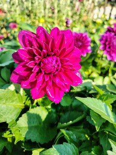 艳丽大丽花绽放于绿叶间