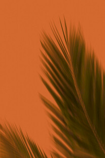 橙背景下的翠绿棕榈叶