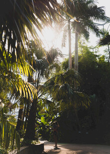 阳光洒落的热带植物景观