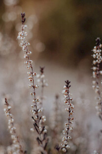 冬日覆霜植物特写