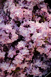 紫丁香繁花绽放