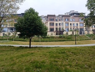 城市中绿树旁的欧式建筑群