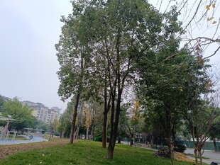 城市中绿意盎然的树木景观