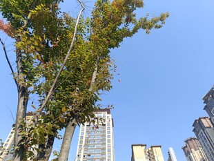 城市中绿树与高楼相映