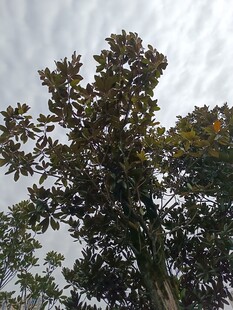 枝叶繁茂的高大树木