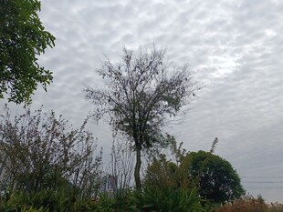 阴天中的树木与植被