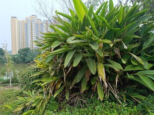 户外茂盛绿植与远处高楼