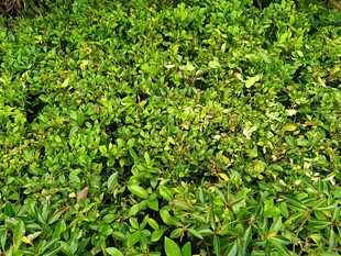 翠绿繁茂的蓬勃植物