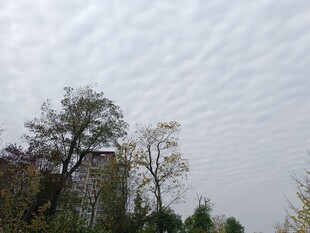 阴天里的树木与朦胧天空