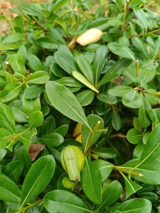 绿叶丛中的嫩绿植物