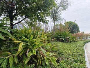 绿意盎然的园林小径