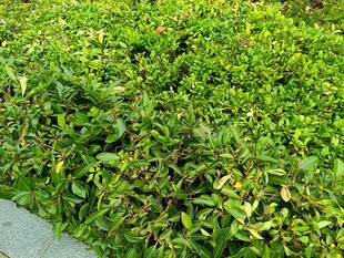 翠绿繁茂的植物景观