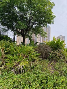 城市中的绿意盎然景观