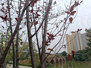 红叶树木旁的城市景致