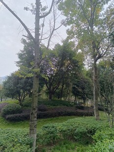 绿意盎然的园林景观