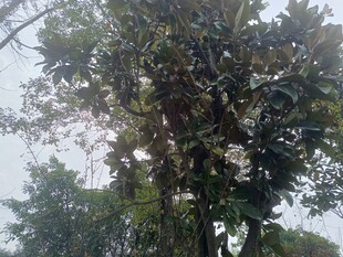 枝叶繁茂的大树