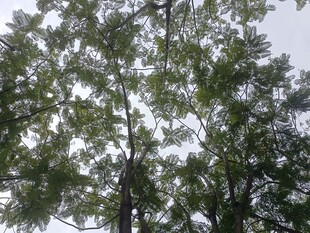 高大繁茂的绿树