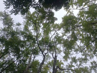 仰视茂密树林树冠