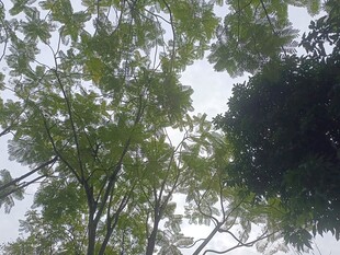 仰视繁茂绿树树冠