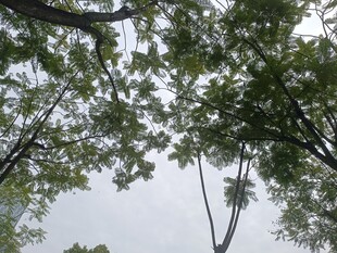 仰视繁茂树冠