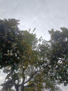 雨中树木景观