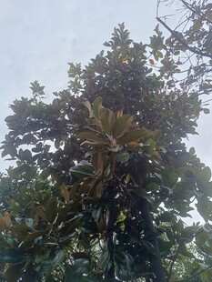 茂密树林中的高大植物