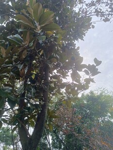 户外繁茂大树景观