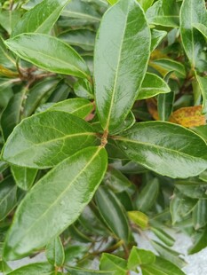 翠绿叶片的植物特写