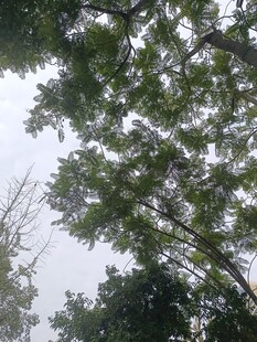 仰视葱郁树木的清新画面