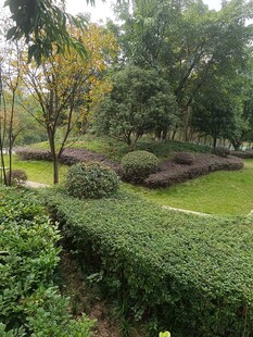 城市公园中的绿植景观