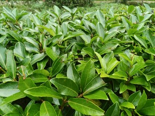 翠绿繁茂的植物叶片