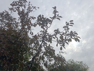 阴天中的繁茂树枝