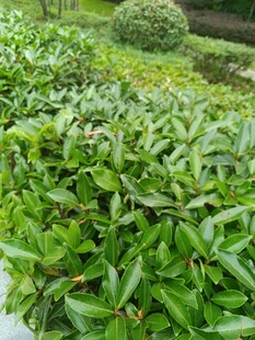 翠绿繁茂的灌木丛景观